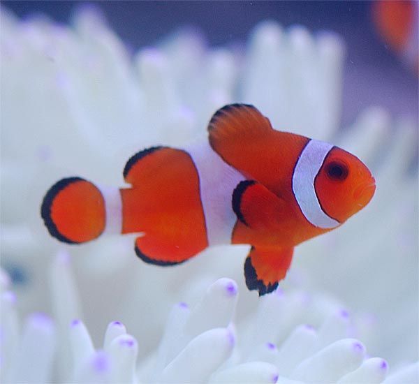 Amphiprion ocellaris