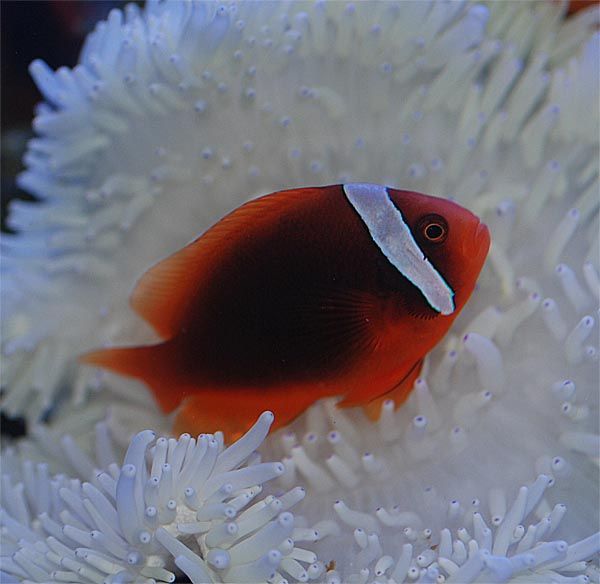 Amphiprion Fenatus - Oppdrett