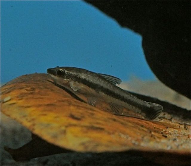 Otocinclus Affinis