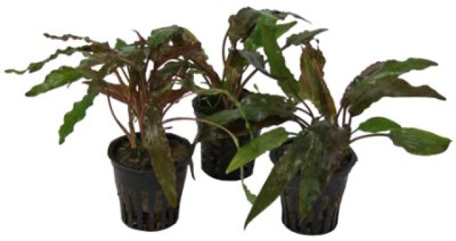 Cryptocoryne Amicorum, potte