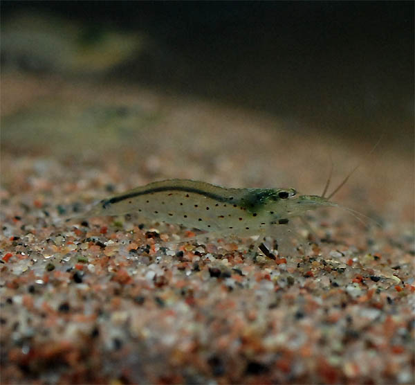 Caridina Multidentata - Amanoreke
