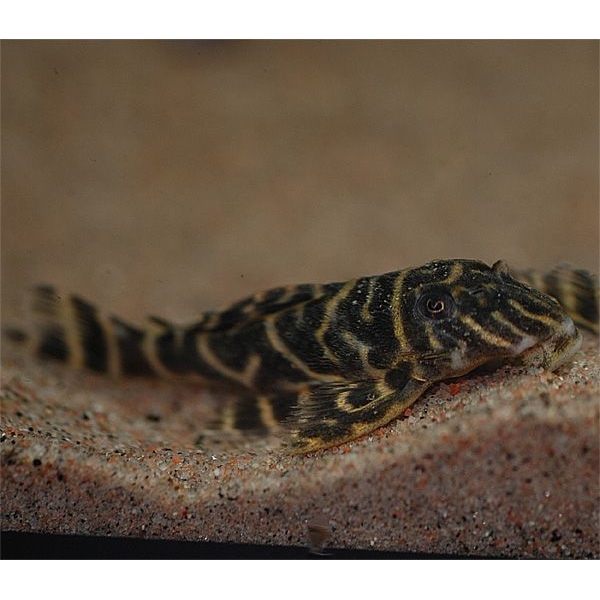 Hypansistrus Sp. L-129