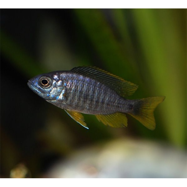 Copadichromis Borleyi Red fin