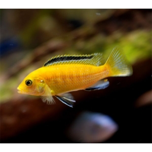 Labidochromis caeruleus