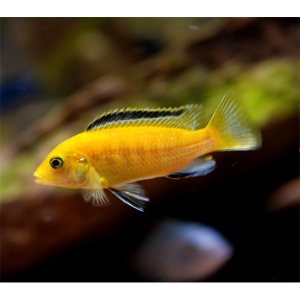 Labidochromis caeruleus