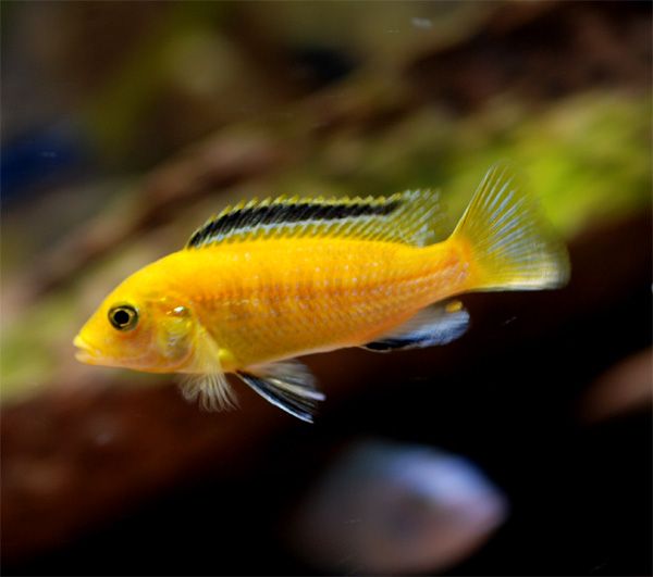 Labidochromis caeruleus