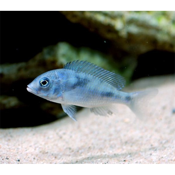 Cyrtocara moorii