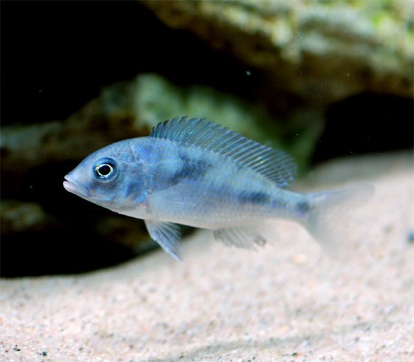 Cyrtocara moorii