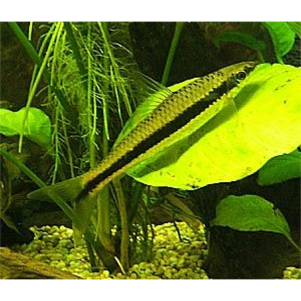 Crossocheilus siamensis