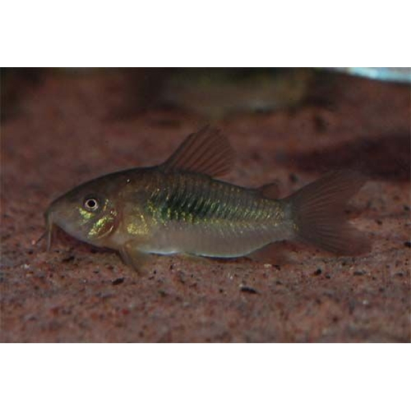 Corydoras Aeneus