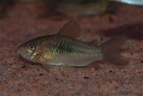 Corydoras Aeneus