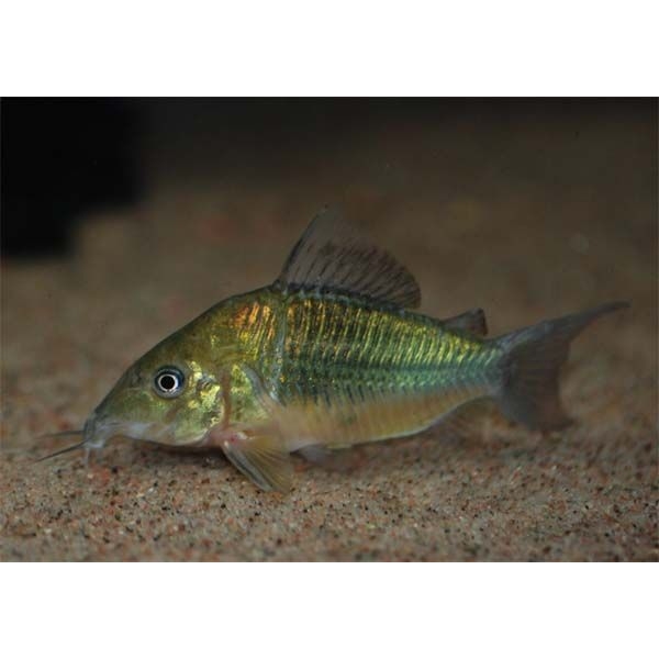 Brochis Splendens