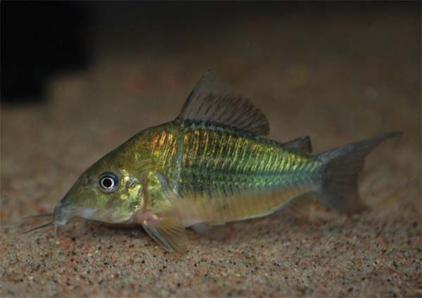 Brochis Splendens