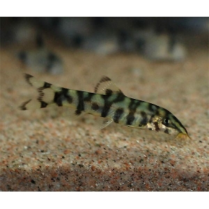 Botia Lohachata