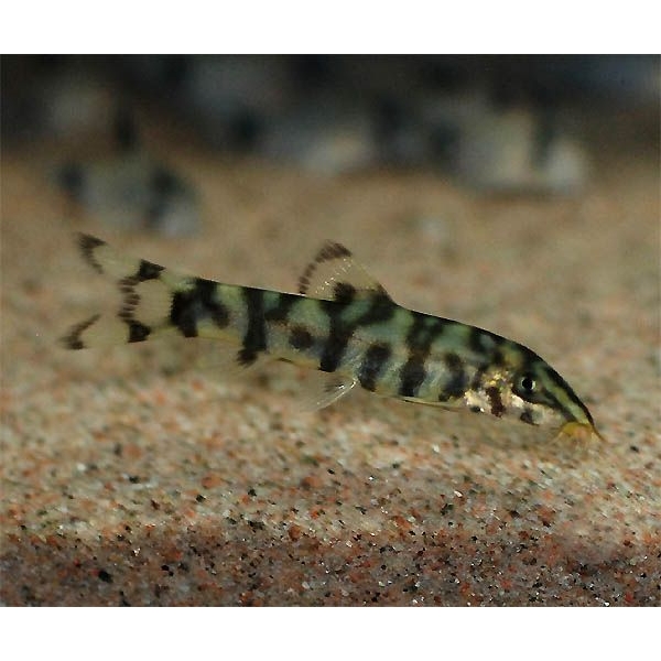 Botia Lohachata
