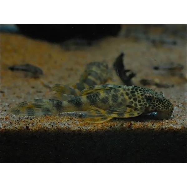 Peckoltia Sp. L-147