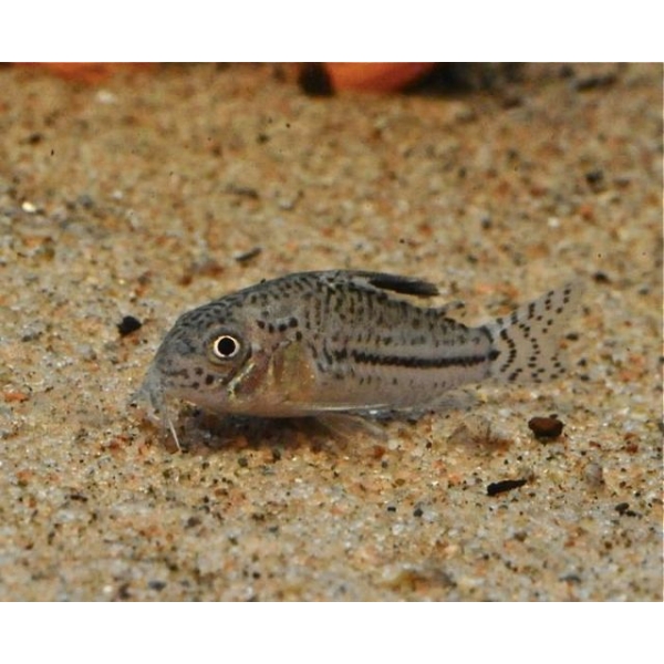 Corydoras Trilineatus