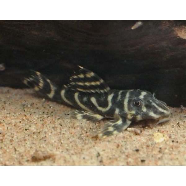 Hypancistrus sp. L-340 VF