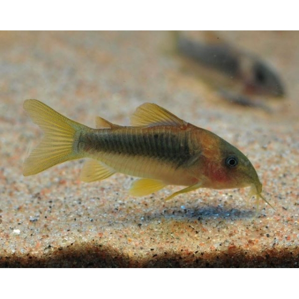 Corydoras Melantoenia