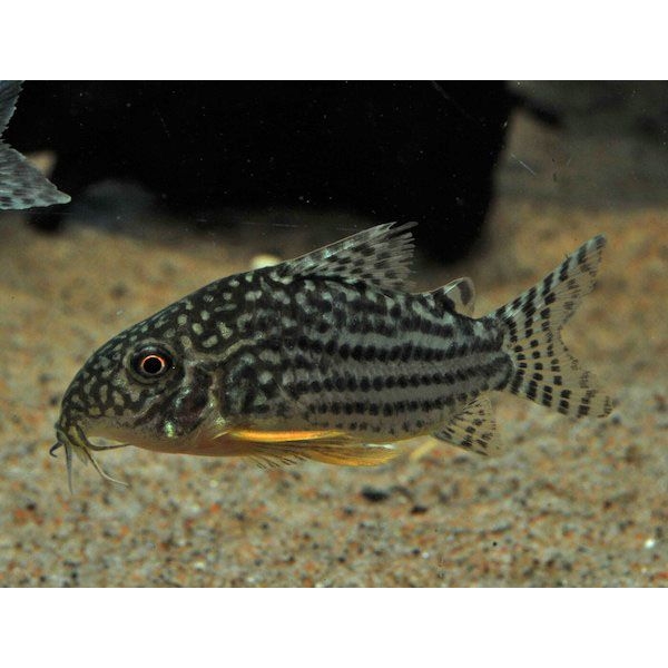 Corydoras Sterbai