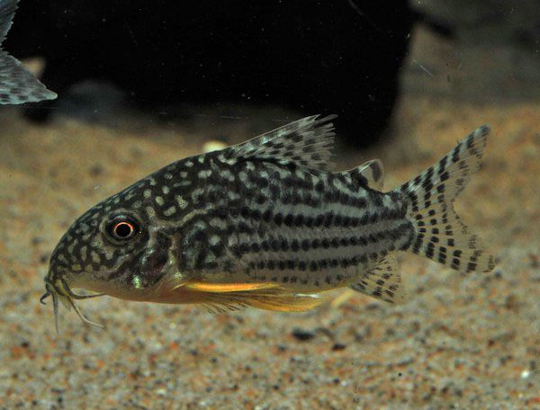 Corydoras Sterbai