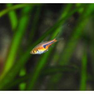 Trigonostigma Espei, Dronningrasbora
