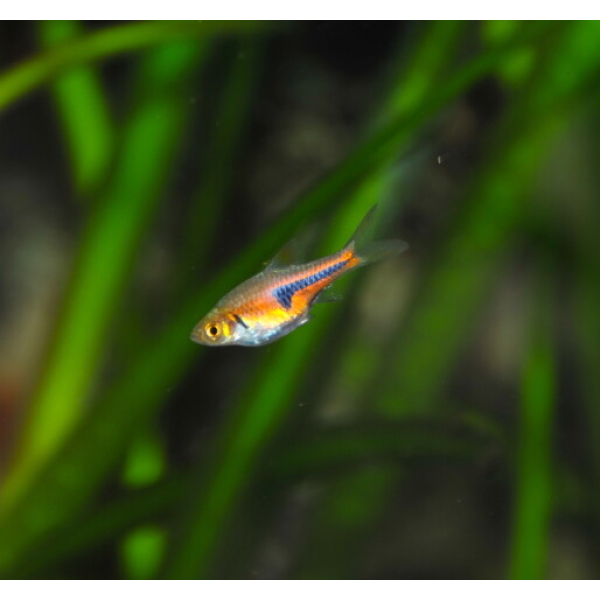 Trigonostigma Espei
