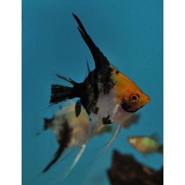 Pterophyllum Scalare - S