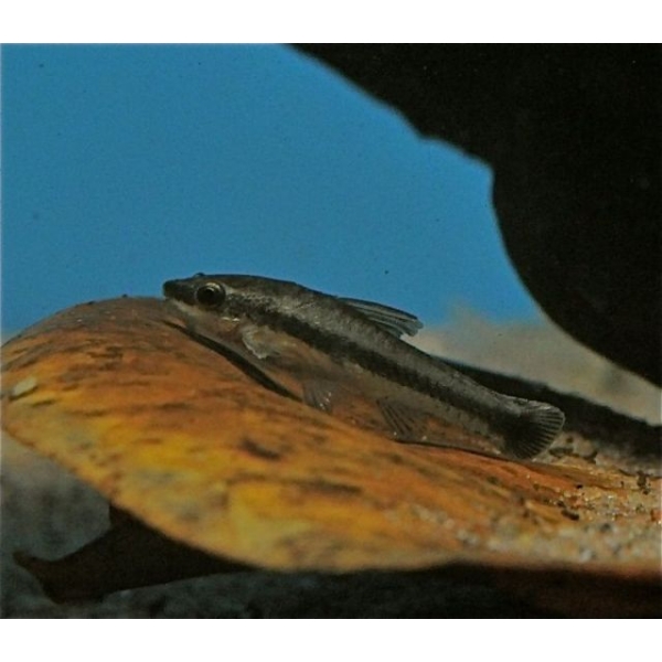 Otocinclus Affinis