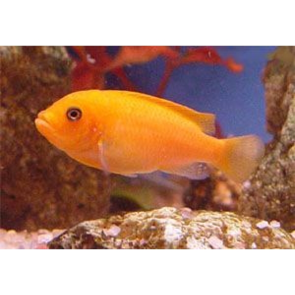 Pseudotropheus Estherae