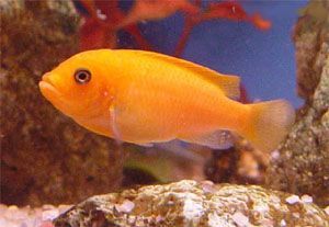 Pseudotropheus Estherae