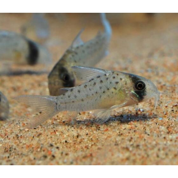 Corydoras Atropersonatus