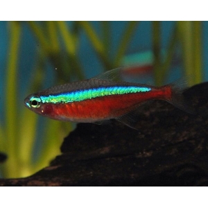 Kardinaltetra