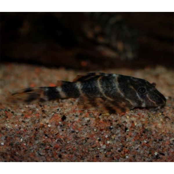 Panaqolus Maccus L-104