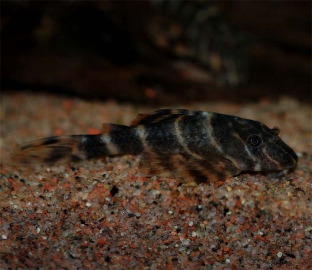 Panaqolus Maccus L-104