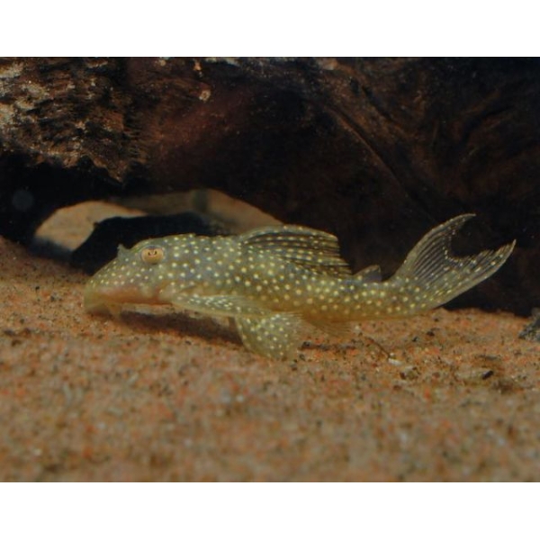 Hypancistrus sp. L-136