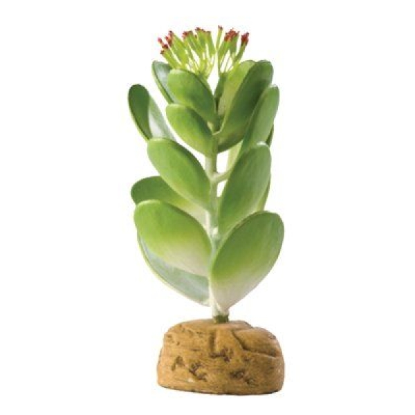 Exo Terra Sukkulent plante