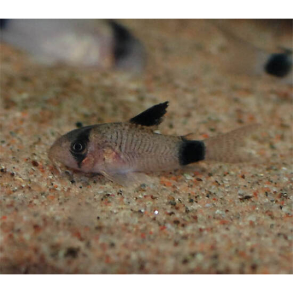 Corydoras Panda