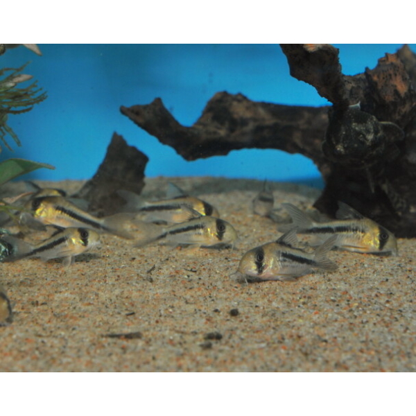 Corydoras Axelrodi