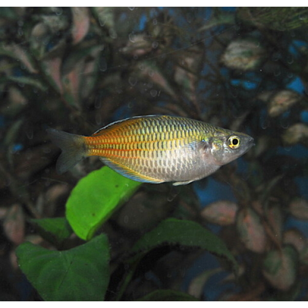 Melanotaenia Boesemani