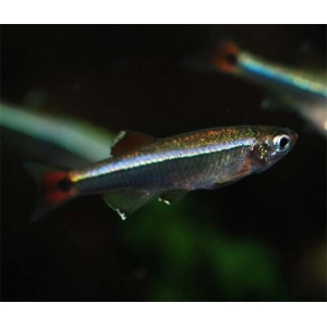 Tanichthys Albonubes, Venusfisk