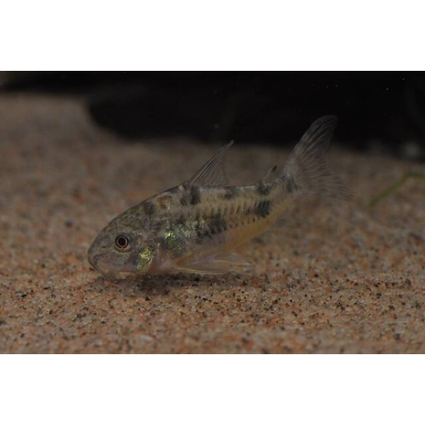Corydoras Paleatus