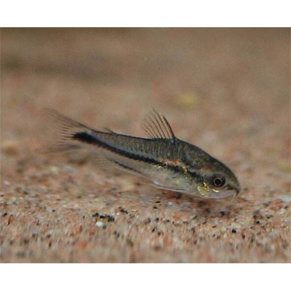 Corydoras Pygmaeus