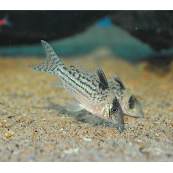 Corydoras Incolicana