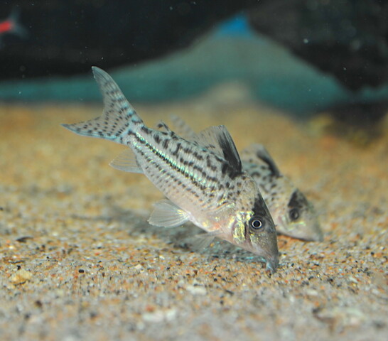 Corydoras Incolicana