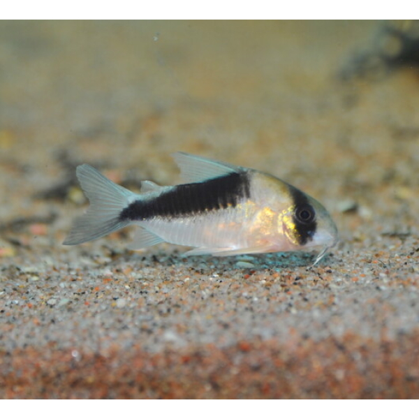 Corydoras sp. CW107