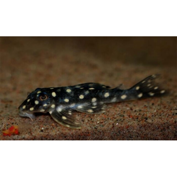 Hypancistrus sp. L-201