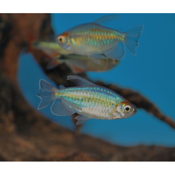 Kongotetra