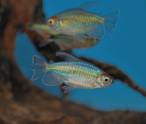 Kongotetra