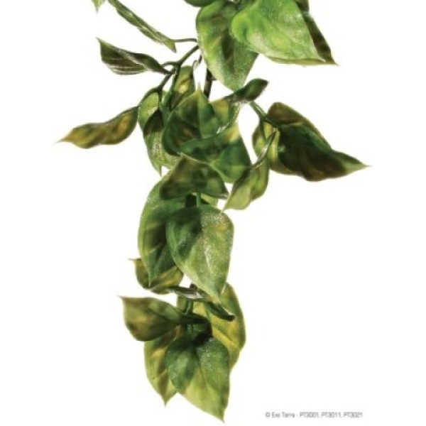 Exo Terra Amapallo - L